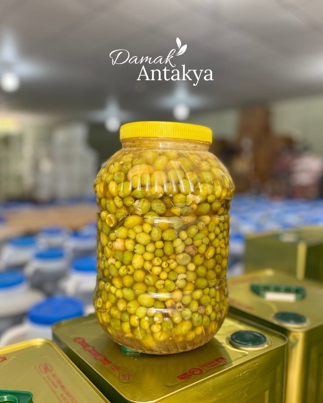 Halhalı Kırma Yeşil Zeytin (5 Lt Bidon) - Geleneksel Yeni Mahsul - DAMAK ANTAKYA
